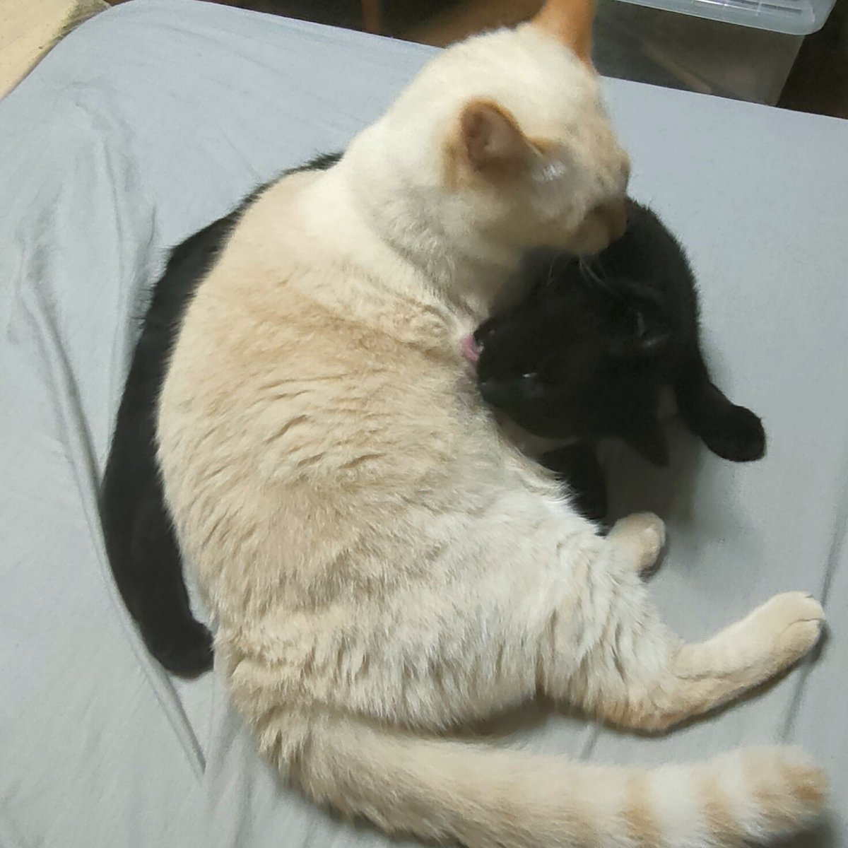 Galulun's tweet photo. なんか２人が絡み出した😍かわいい https://t.co/cdYApzS7jQ