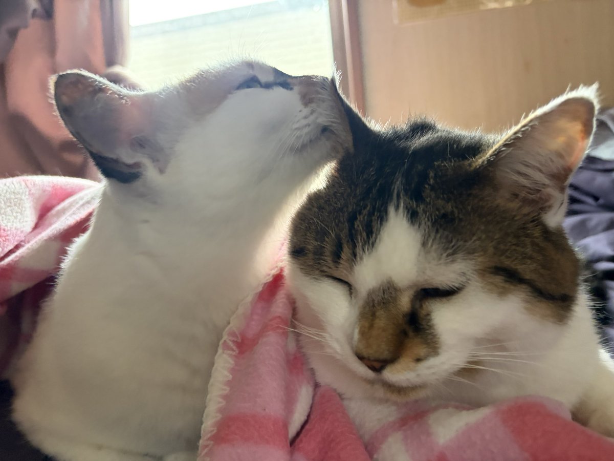 tukimurasora's tweet photo. りんちゃんペロペロ止まらず　#猫　#TLに猫を流す　#猫のいる暮らし　#猫のいる生活　#猫のいるしあわせ　#猫との暮らし　#ねこかわいいね　#猫部へ集まれ　#よいにくきゅうの日　#エステー保護ネコ応援プロジェクト https://t.co/ieiMBvoJzN