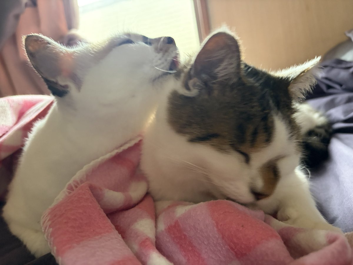 tukimurasora's tweet photo. りんちゃんペロペロ止まらず　#猫　#TLに猫を流す　#猫のいる暮らし　#猫のいる生活　#猫のいるしあわせ　#猫との暮らし　#ねこかわいいね　#猫部へ集まれ　#よいにくきゅうの日　#エステー保護ネコ応援プロジェクト https://t.co/ieiMBvoJzN