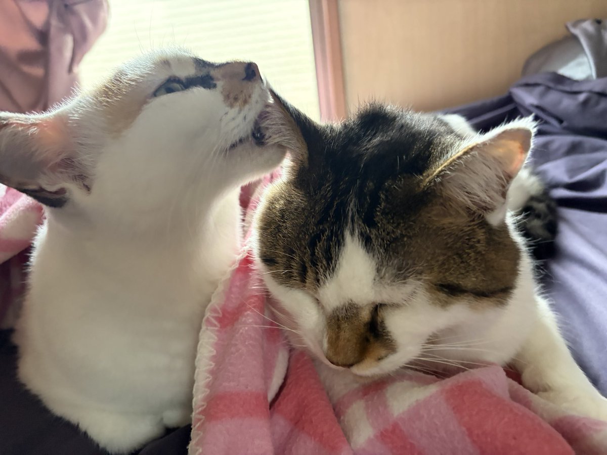 tukimurasora's tweet photo. りんちゃんペロペロ止まらず　#猫　#TLに猫を流す　#猫のいる暮らし　#猫のいる生活　#猫のいるしあわせ　#猫との暮らし　#ねこかわいいね　#猫部へ集まれ　#よいにくきゅうの日　#エステー保護ネコ応援プロジェクト https://t.co/ieiMBvoJzN