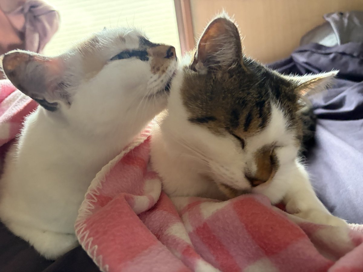 tukimurasora's tweet photo. りんちゃんペロペロ止まらず　#猫　#TLに猫を流す　#猫のいる暮らし　#猫のいる生活　#猫のいるしあわせ　#猫との暮らし　#ねこかわいいね　#猫部へ集まれ　#よいにくきゅうの日　#エステー保護ネコ応援プロジェクト https://t.co/ieiMBvoJzN