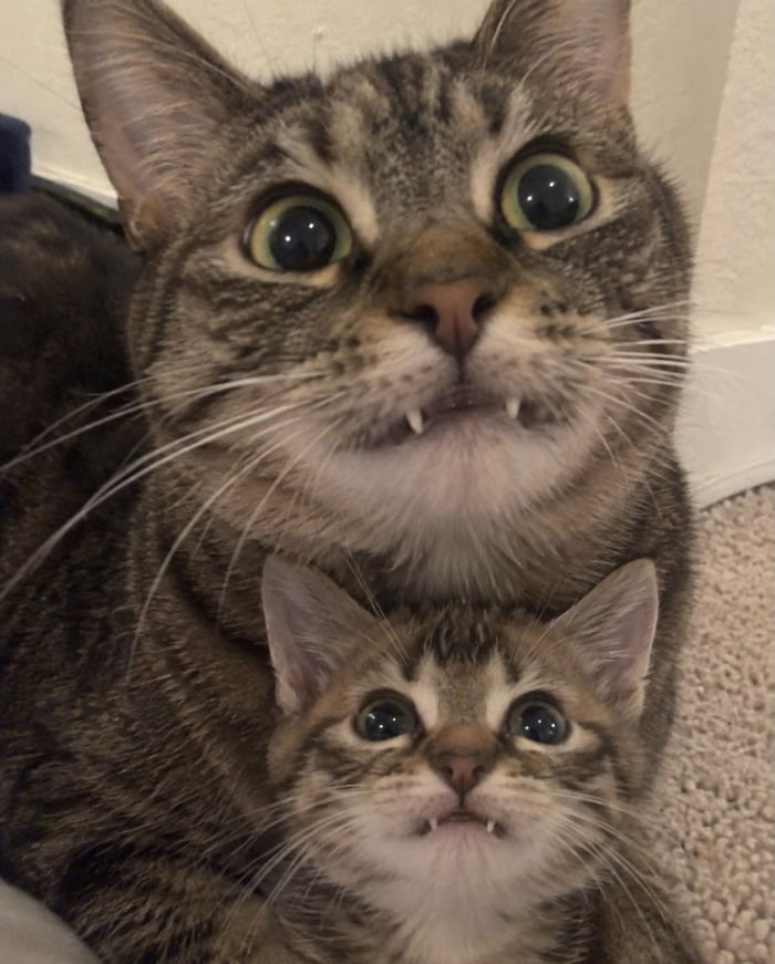 SpaceCatMemes's tweet photo. ctrl + c
ctrl + v https://t.co/STwoVy24jl