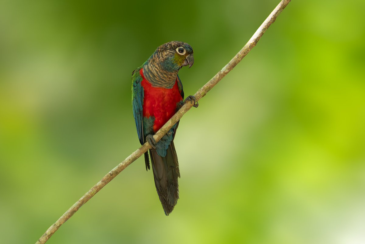 oliveira_kacau's tweet photo. The beautiful crimson-bellied parakeet😍 https://t.co/0S1SH5RxRM
