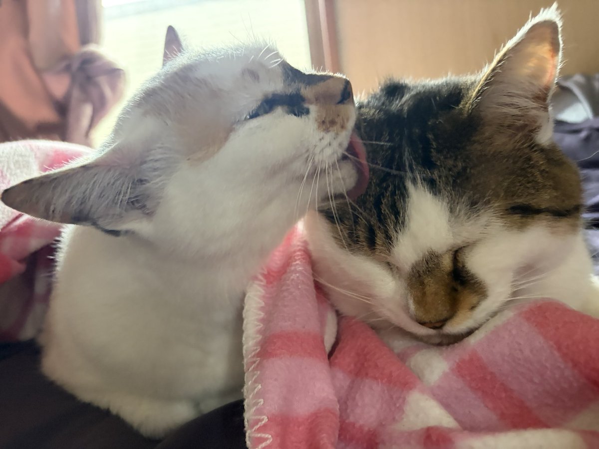 tukimurasora's tweet photo. もういいって別々に毛繕い　#猫　#TLに猫を流す　#猫のいる暮らし　#猫のいる生活　#猫のいるしあわせ　#猫との暮らし　#ねこかわいいね　#猫部へ集まれ　#よいにくきゅうの日　#エステー保護ネコ応援プロジェクト https://t.co/aczLaWhhGW