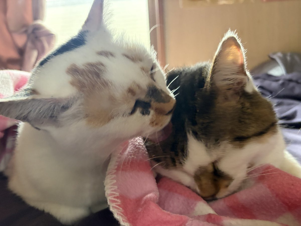 tukimurasora's tweet photo. もういいって別々に毛繕い　#猫　#TLに猫を流す　#猫のいる暮らし　#猫のいる生活　#猫のいるしあわせ　#猫との暮らし　#ねこかわいいね　#猫部へ集まれ　#よいにくきゅうの日　#エステー保護ネコ応援プロジェクト https://t.co/aczLaWhhGW