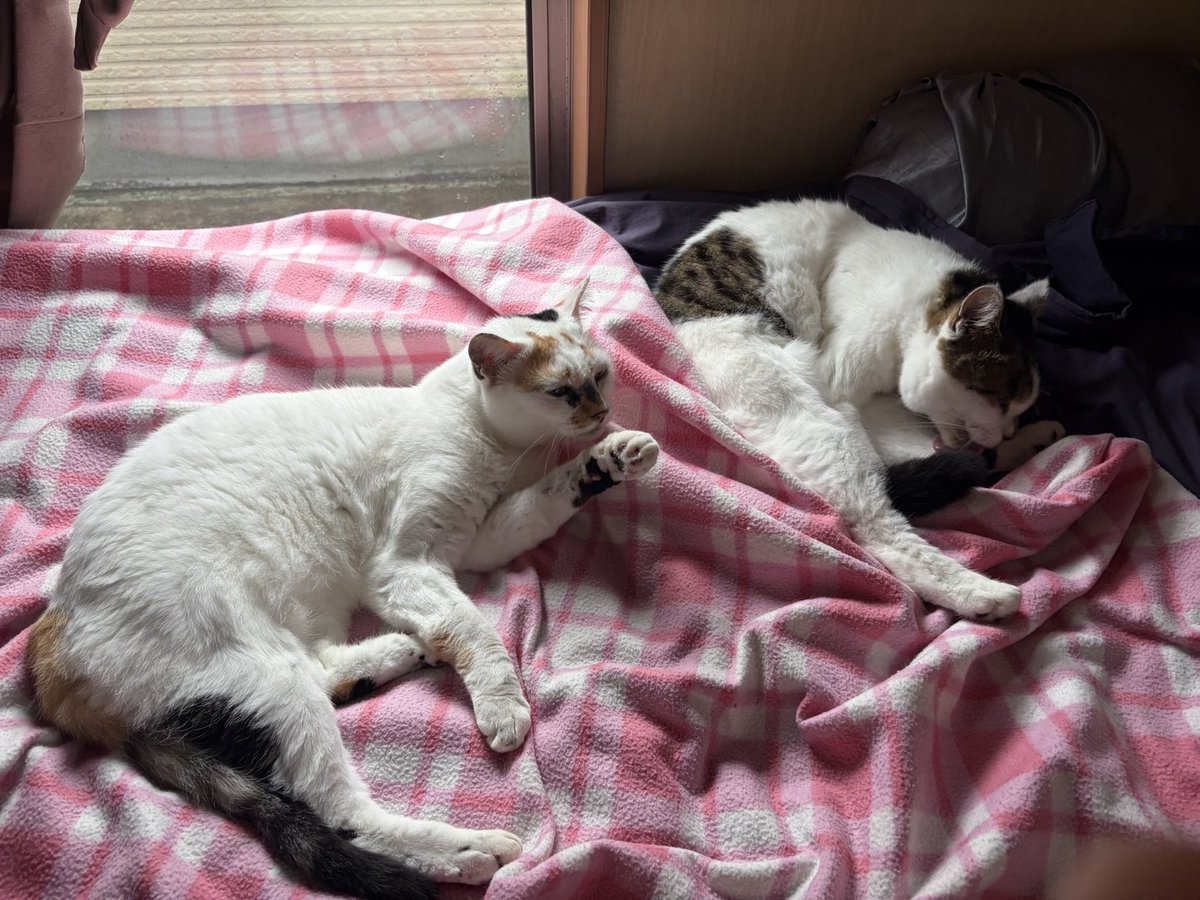 tukimurasora's tweet photo. もういいって別々に毛繕い　#猫　#TLに猫を流す　#猫のいる暮らし　#猫のいる生活　#猫のいるしあわせ　#猫との暮らし　#ねこかわいいね　#猫部へ集まれ　#よいにくきゅうの日　#エステー保護ネコ応援プロジェクト https://t.co/aczLaWhhGW