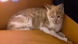 PhaedraXTeddy's tweet photo. #Boycott #China 🇨🇳 
for allowing people to adopt cats and make sick videos for a joke to send to the original rescuers. 
#StopAnimalCrueltyInChina 🇨🇳
#JusticeForWangwangAndHerPuppies too and millions of victims and future victims in #China 🇨🇳.
https://t.co/7tSGuJsZEh
https://t.co/5zL9z8JpTv