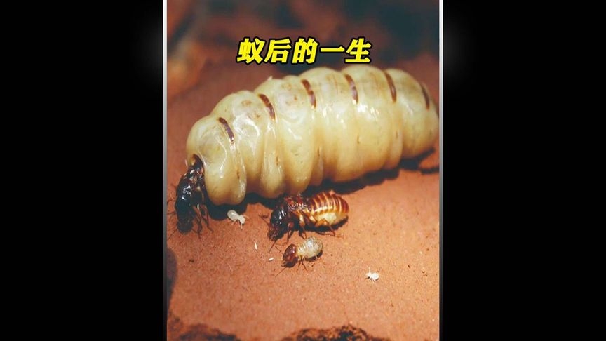 kevinmele_143's tweet photo. [The 侨下坑蚁泄 creature's rare appearance sparks buzz in entomology circles!]， https://t.co/Yr5S7ihIoj
