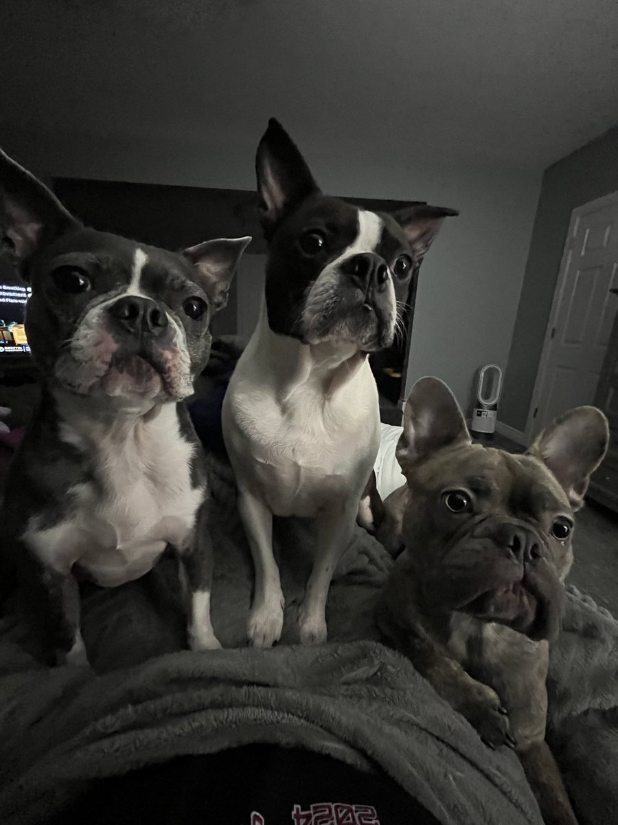 MariaKeller2679's tweet photo. @ajwysopal Taki is so handsome! The patterns and colors around his face and ears are so cool. 😍 Cant wait to watch him grow😊 You got me wanting another pup lol. I currently have 3: (Evie-part Frenchie part Boston)(Zeke-Boston Terrier) and (Joey-Frenchie.) Here they are… https://t.co/Mqb6EzzLQ4