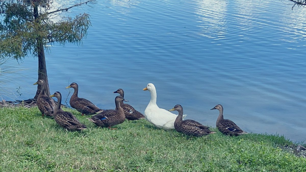 jointswithjaden's tweet photo. ducks and stuff 🙈 https://t.co/Mh1sktUMOt
