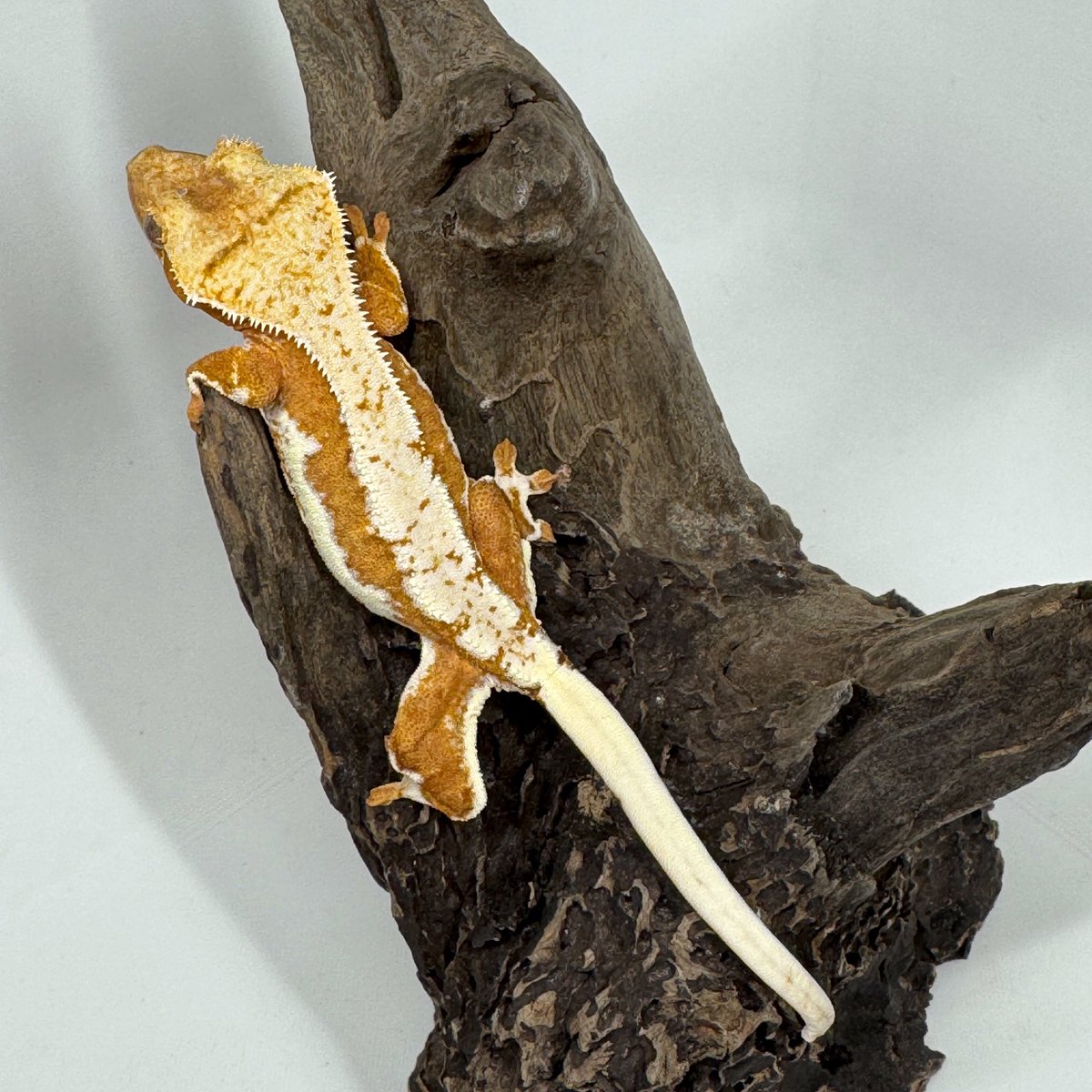RadEye_Cresties's tweet photo. 今週末10/4 #JUMBLE 
来週末10/11 #夜行性インストア  
#crestedgecko 
#RadEye https://t.co/C0T4t4TjTJ