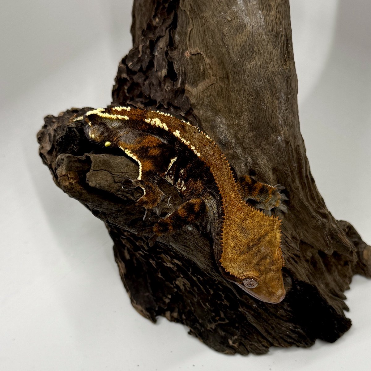 RadEye_Cresties's tweet photo. 今週末10/4 #JUMBLE 
来週末10/11 #夜行性インストア  
#crestedgecko 
#RadEye https://t.co/C0T4t4TjTJ
