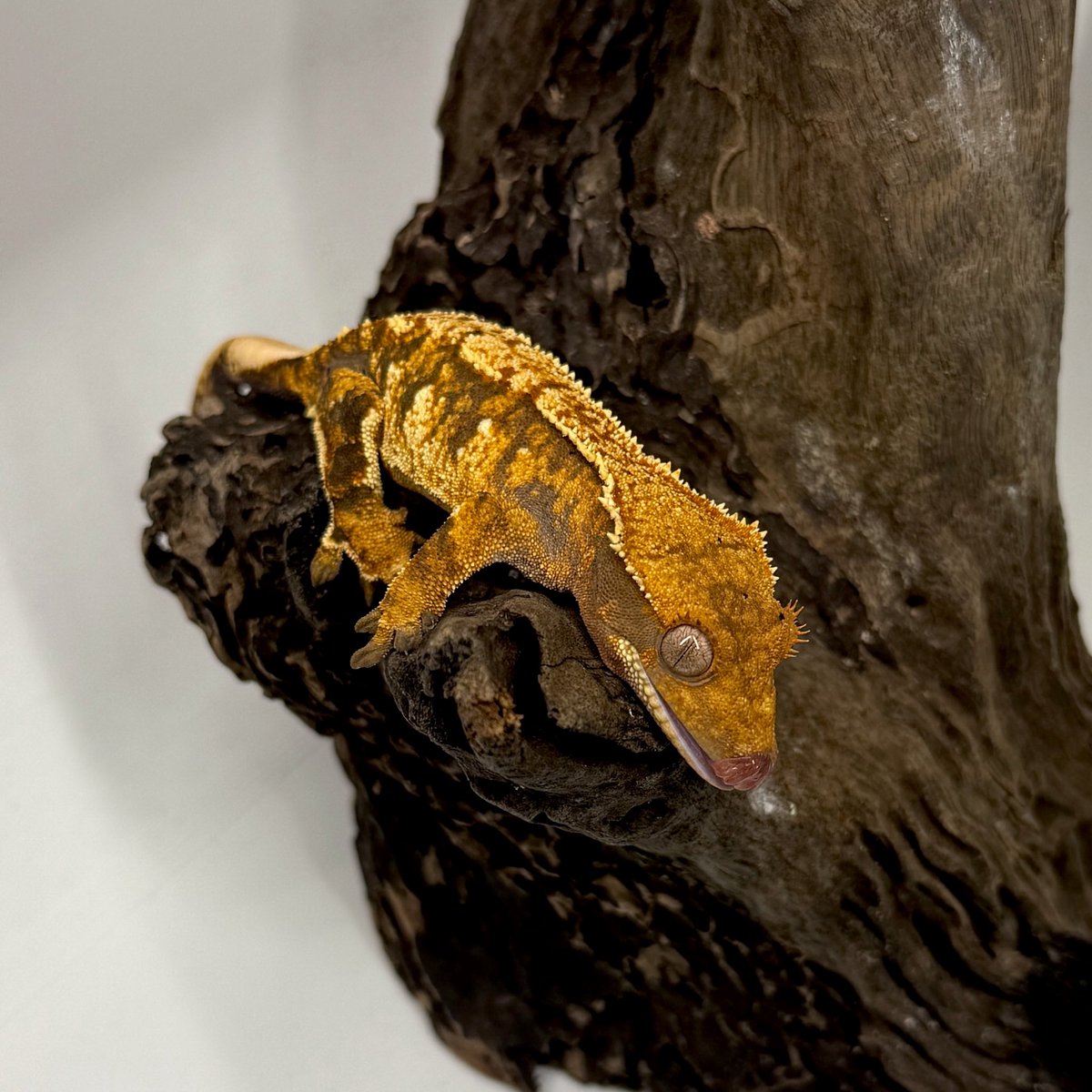 RadEye_Cresties's tweet photo. 今週末10/4 #JUMBLE 
来週末10/11 #夜行性インストア  
#crestedgecko 
#RadEye https://t.co/C0T4t4TjTJ