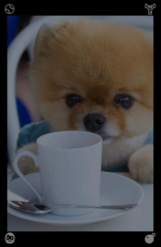 aimanhzqq's tweet photo. Warm summer sunset dyes ripe fruits soft orange. Twilight wraps fruit clusters gently, adding romantic warm tones to ordinary orchard seasonal scenery.👛Bird Exhibition The bird is bright https://t.co/VJQHRxy9eX