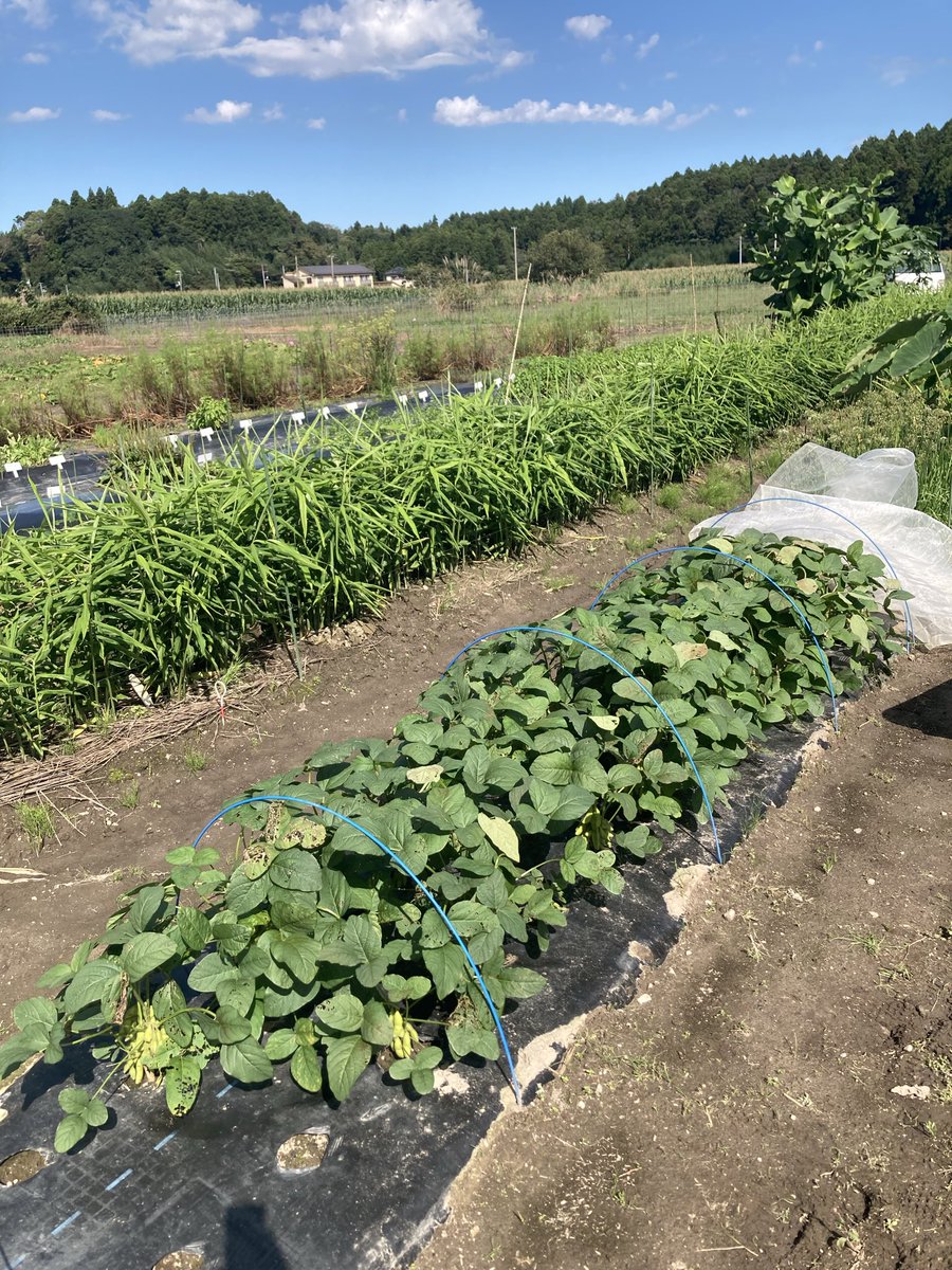 namieuta's tweet photo. 浪江駅前花壇ー北幾世橋の圃場　

ついに　えだまめを収穫！！

明日のBASEマチナカでのイベント準備

こどもたち　きてくれるといいです

#浪江町　#浪江駅　#浪江町北幾世橋
#家庭菜園　#栽培初心者　#えだまめ
#浪江町BASEマチナカ   #こどもの居場所 https://t.co/rAx8tREIcY