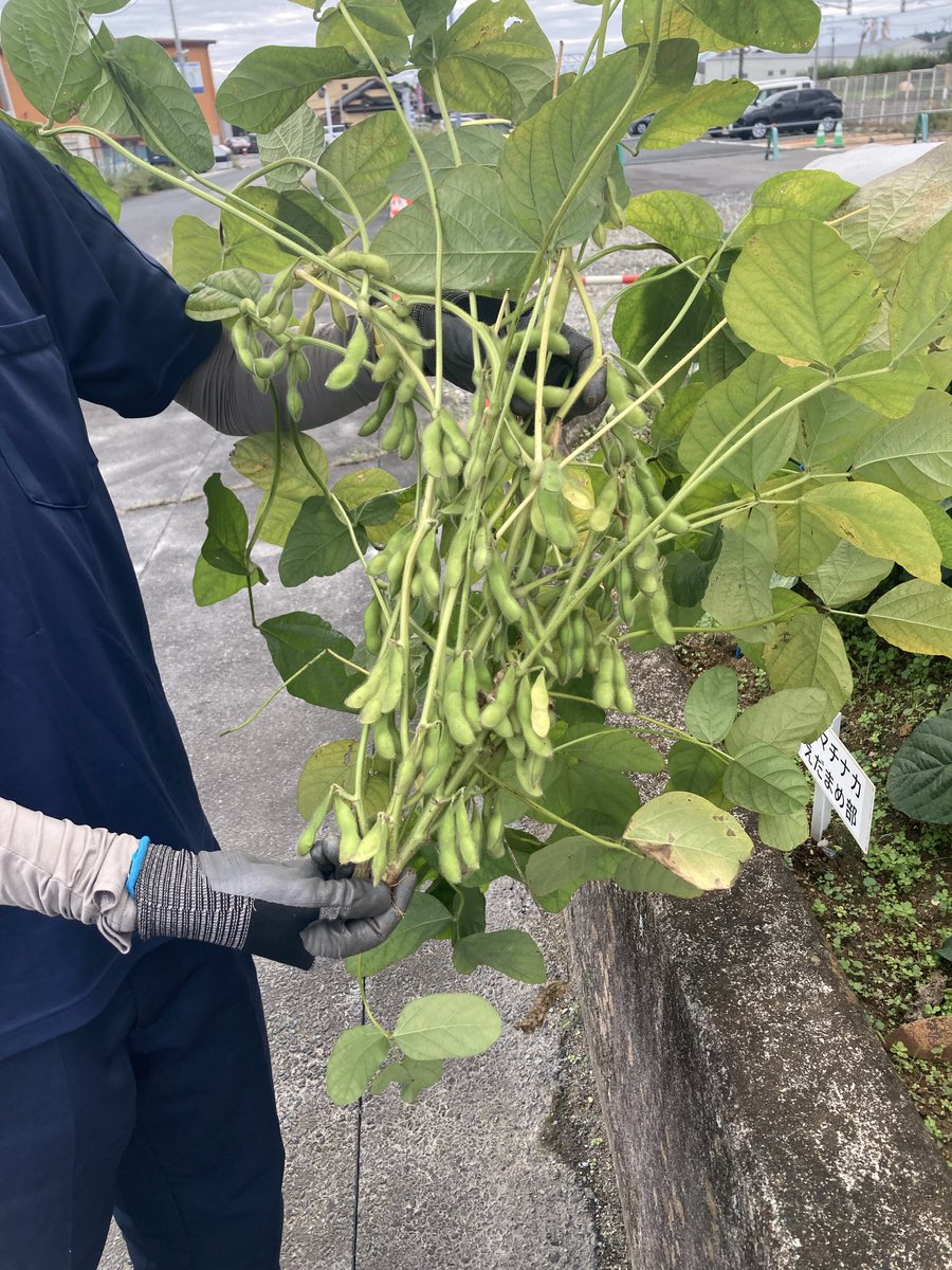 namieuta's tweet photo. 浪江駅前花壇ー北幾世橋の圃場　

ついに　えだまめを収穫！！

明日のBASEマチナカでのイベント準備

こどもたち　きてくれるといいです

#浪江町　#浪江駅　#浪江町北幾世橋
#家庭菜園　#栽培初心者　#えだまめ
#浪江町BASEマチナカ   #こどもの居場所 https://t.co/rAx8tREIcY