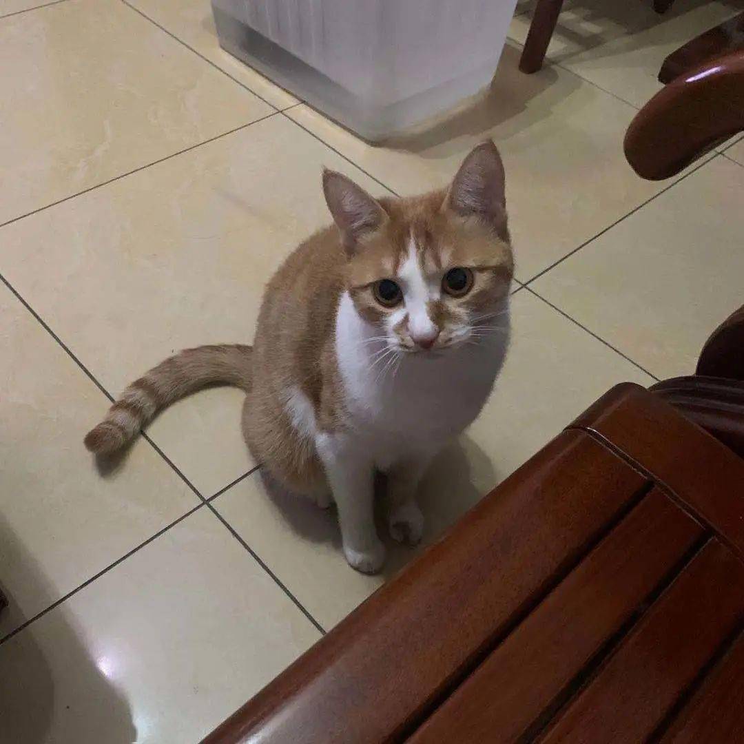 Suharto91245351's tweet photo. [My cat Rong tore the paper I was reading, I just yelled "Hey!" and it gave me a confused look ]， https://t.co/HikLIEtvGE