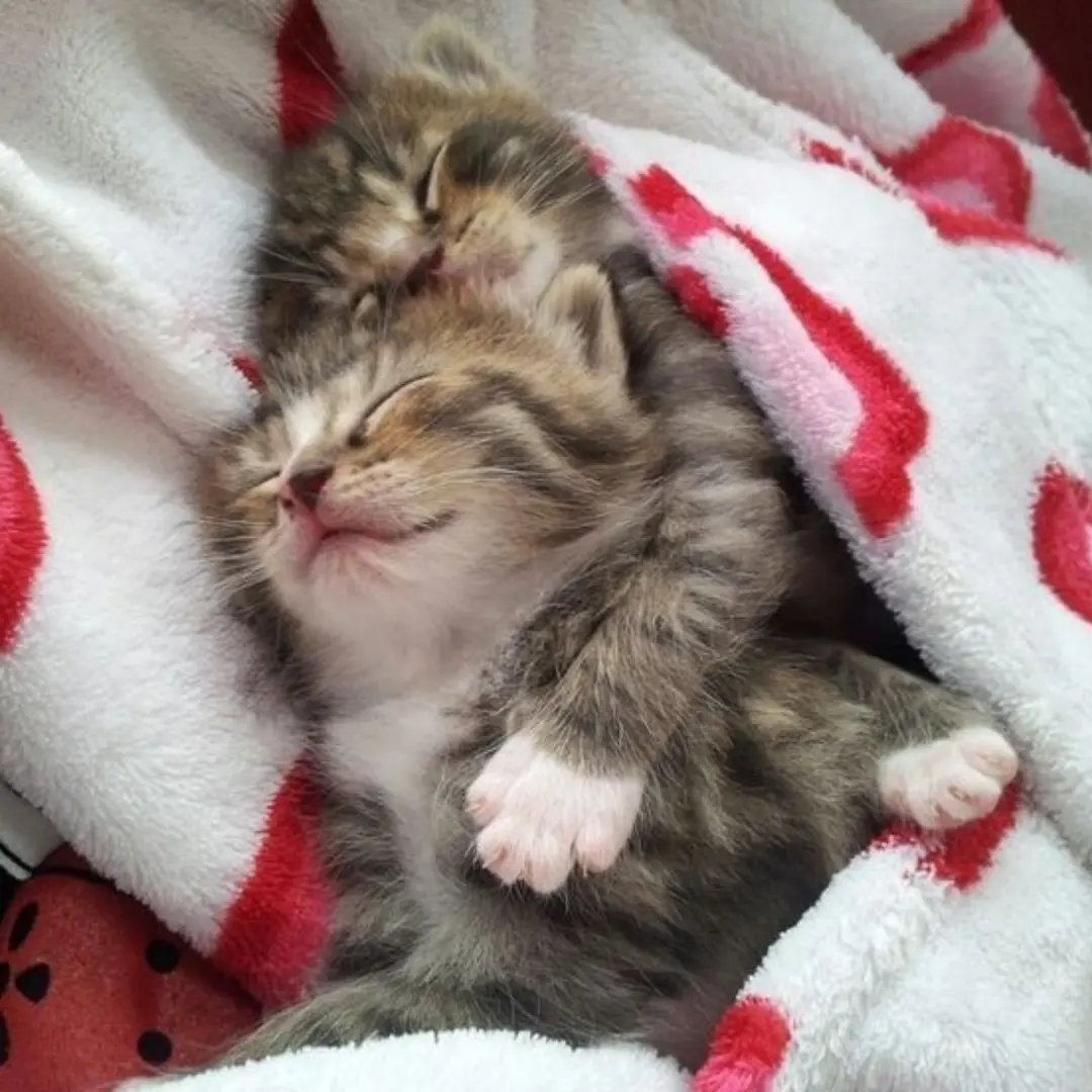 catslovings1 tweet picture