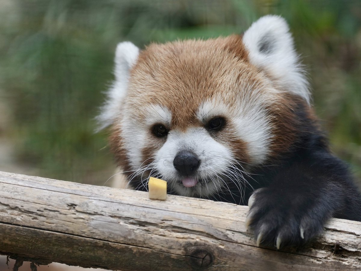 PGkXoqYKBwQ2ajk's tweet photo. 発見❣️
#ノゾム
#福岡市動物園
#レッサーパンダ #lesserpanda #redpanda https://t.co/Z19YjUaFSL