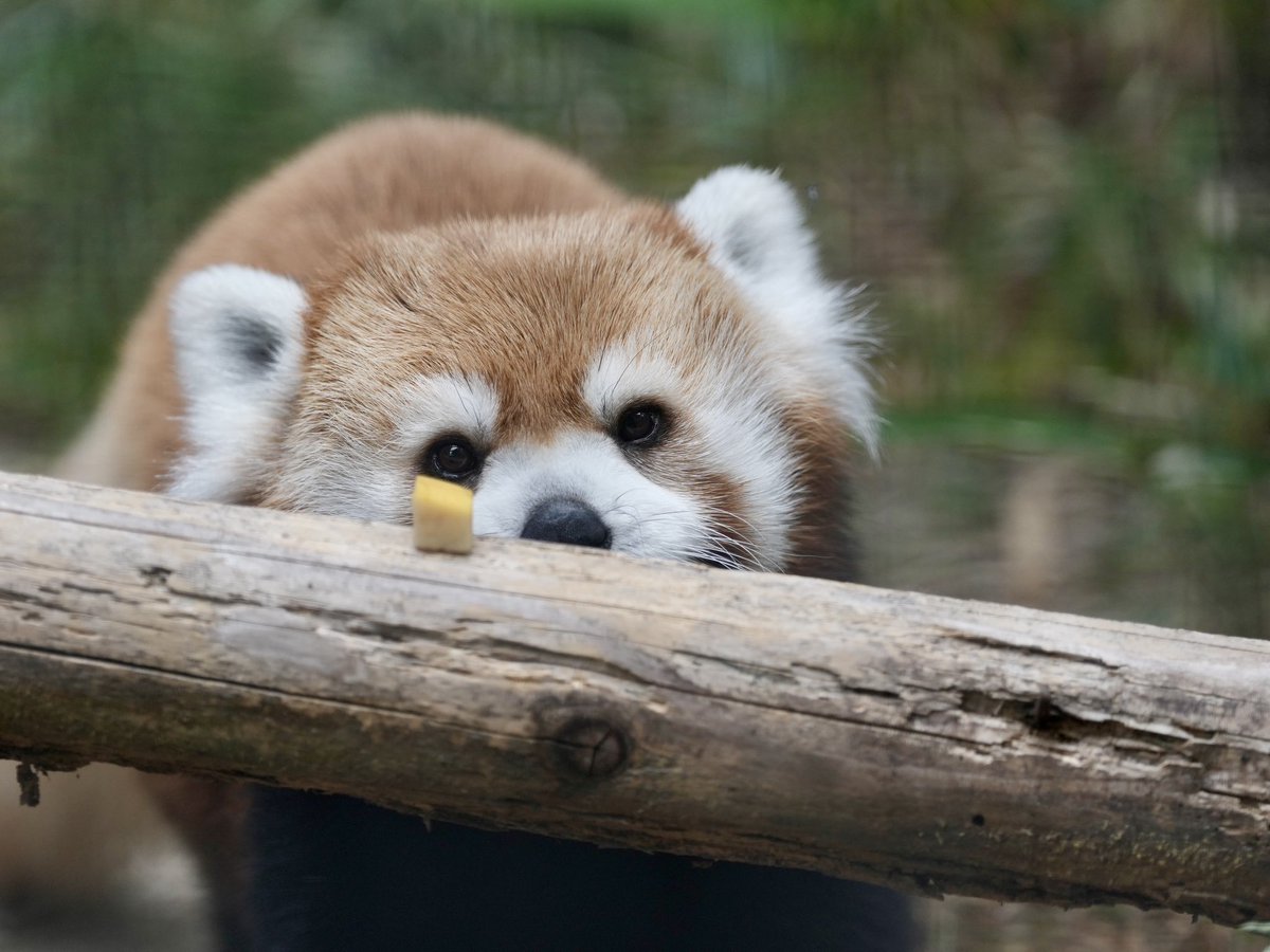 PGkXoqYKBwQ2ajk's tweet photo. 発見❣️
#ノゾム
#福岡市動物園
#レッサーパンダ #lesserpanda #redpanda https://t.co/Z19YjUaFSL