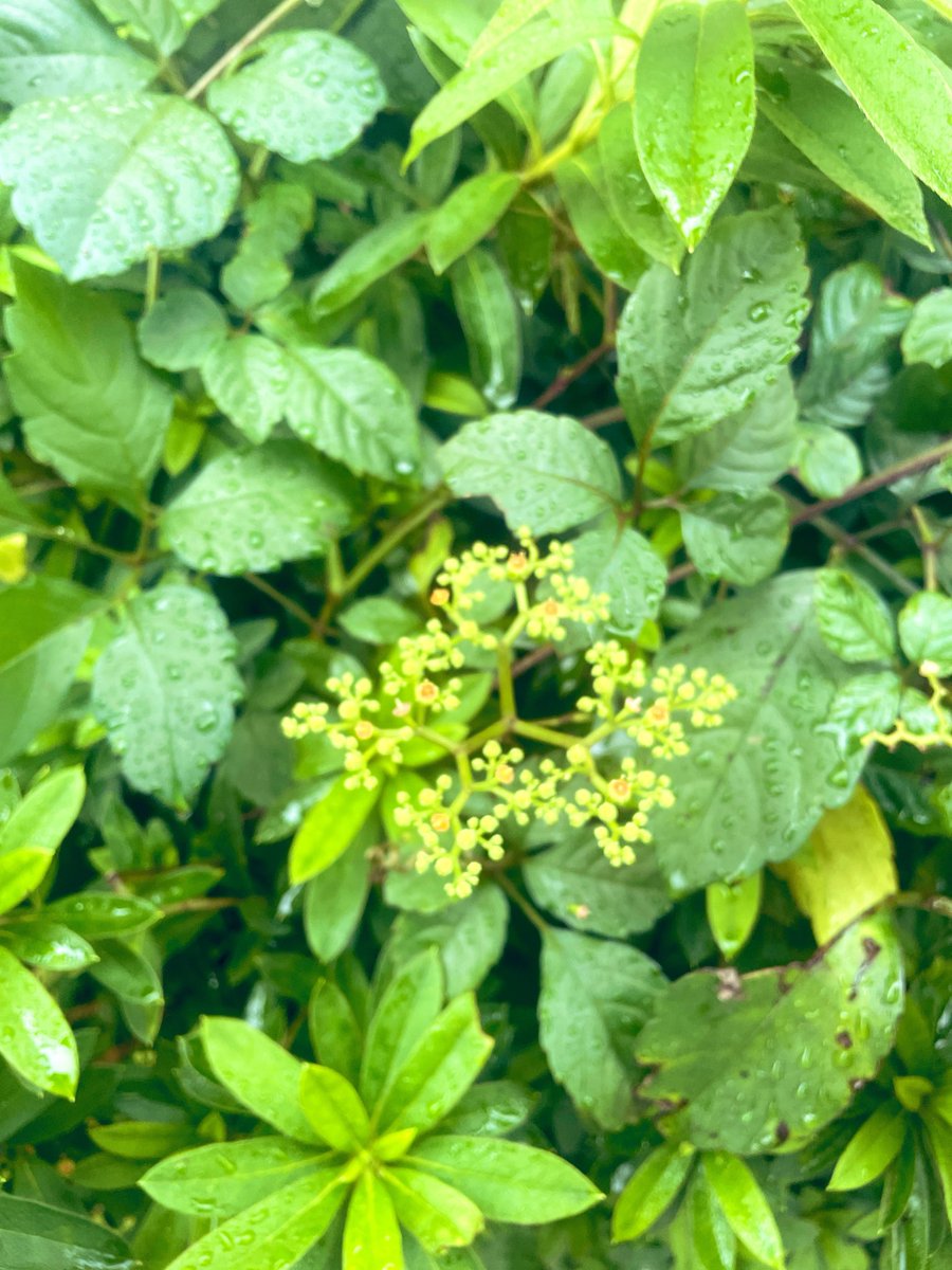 Ruruo4u's tweet photo. おはようございます☂️

断酒129日目👀🌱

今日は、病院受診に向かってます♪
ちょっとプチ旅になるくらいの
移動距離で、
クロミと一緒にお出かけ中です😊

解離もあるので、
1人で長い時間出かけるのは、
一抹の不安はあるものの、
これも外出訓練🚃

観光地をまたぎにまたぎまくるので笑
ちょっと楽しみでもあります😊

皆さまも、
ステキな一日になりますように🌈✨

おひる🍽️、
何食べよっかな〜

#Twitter断酒部
#断酒