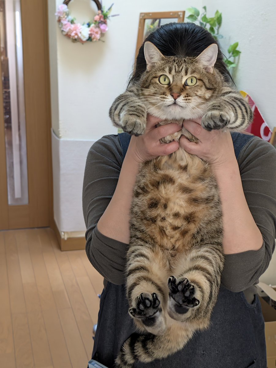 hotateyasan's tweet photo. 荷物配達される方と一緒に玄関出ようとして捕まえられるきぃーちゃん https://t.co/aOs0q3P4w0