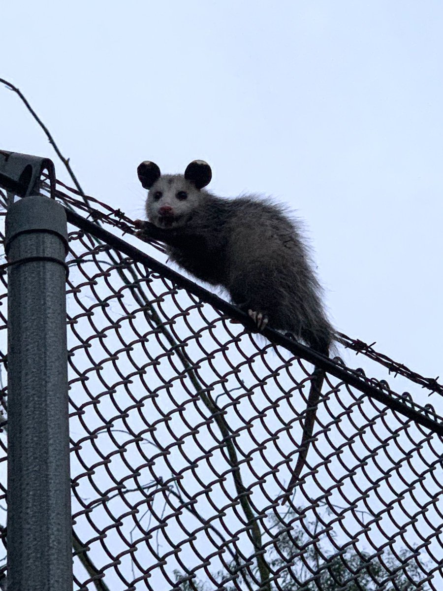 PossumPost's tweet photo. https://t.co/wydFwWhGzV