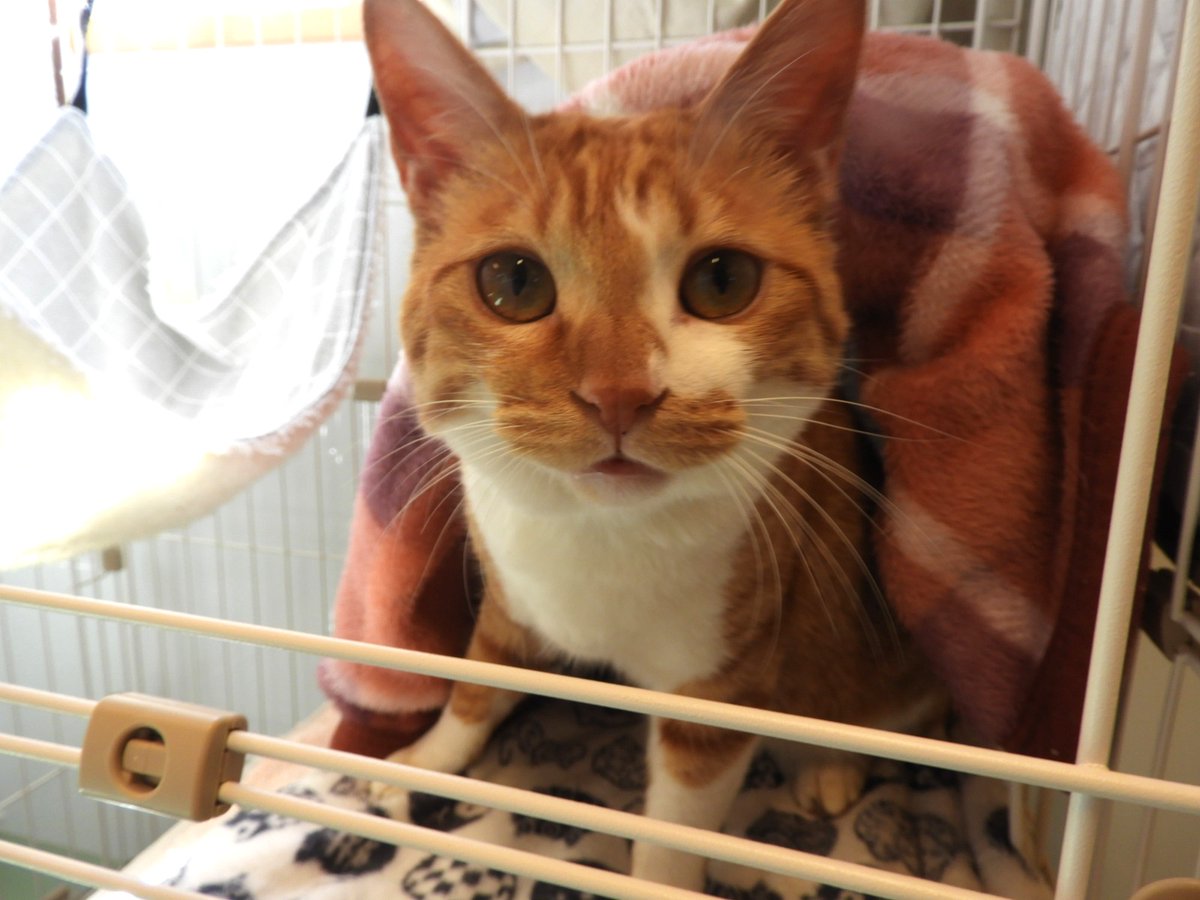 AwcAinikita's tweet photo. こんにちは！
北海道立動物愛護センターです🐈

迷子で保護された【コンタ】くん。
とにかく人懐っこく撫でられるのが大好きで、転がりながら甘えてくれます。

【コンタ】くんを家族の一員として、最期まで温かく迎えてくださる方をお待ちしております！ https://t.co/nWCSqHKB6S