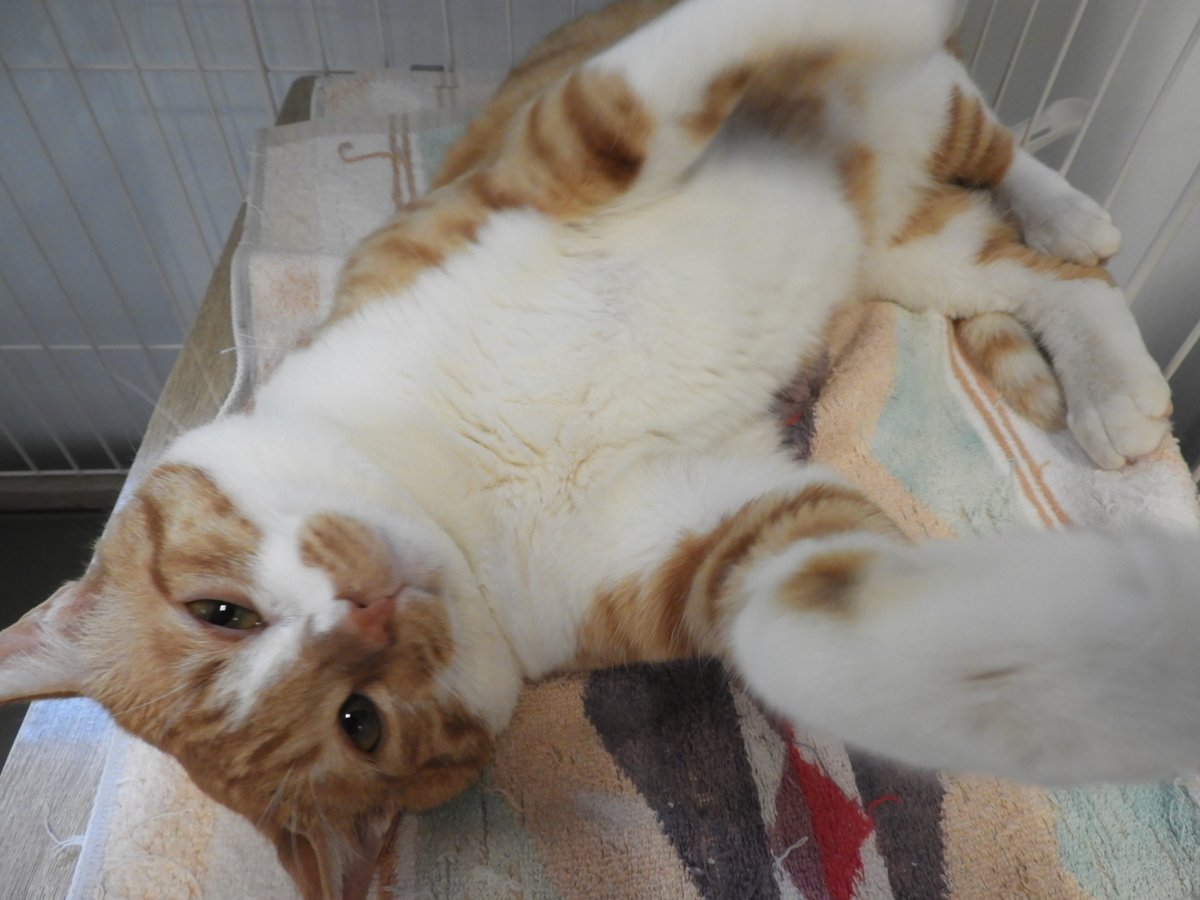 AwcAinikita's tweet photo. こんにちは！
北海道立動物愛護センターです🐈

迷子で保護された【コンタ】くん。
とにかく人懐っこく撫でられるのが大好きで、転がりながら甘えてくれます。

【コンタ】くんを家族の一員として、最期まで温かく迎えてくださる方をお待ちしております！ https://t.co/nWCSqHKB6S