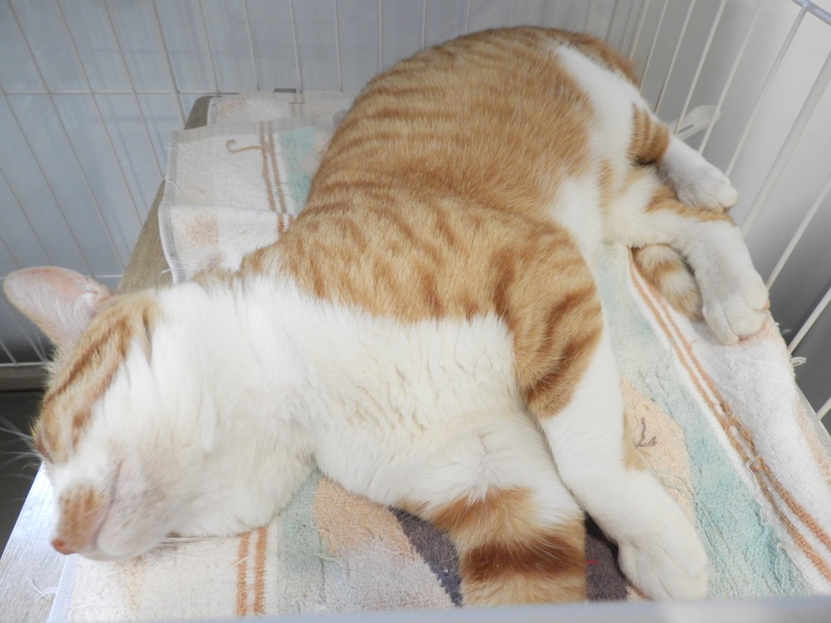 AwcAinikita's tweet photo. こんにちは！
北海道立動物愛護センターです🐈

迷子で保護された【コンタ】くん。
とにかく人懐っこく撫でられるのが大好きで、転がりながら甘えてくれます。

【コンタ】くんを家族の一員として、最期まで温かく迎えてくださる方をお待ちしております！ https://t.co/nWCSqHKB6S