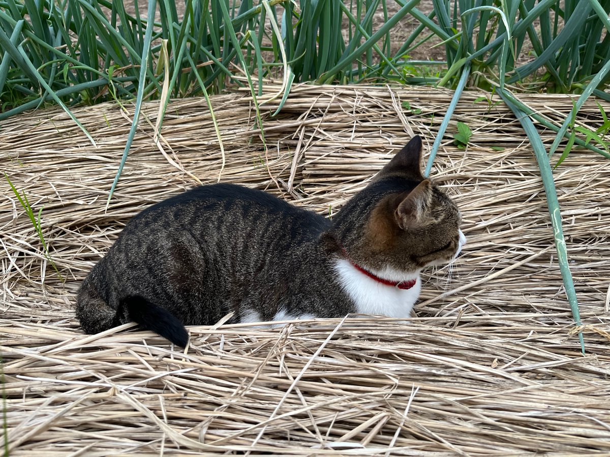 kyrierich's tweet photo. これは畑の雑草を味見するねこ https://t.co/zFjf6682Zi