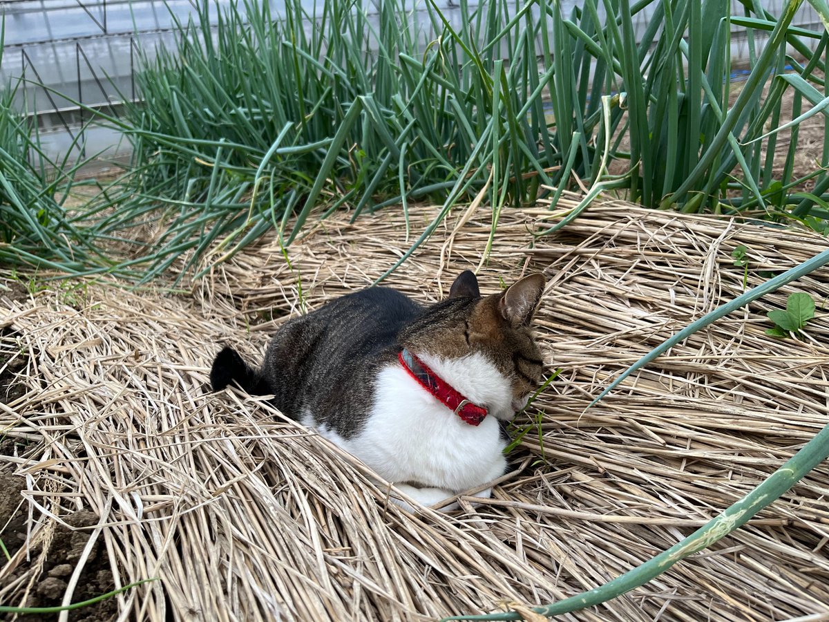 kyrierich's tweet photo. これは畑の雑草を味見するねこ https://t.co/zFjf6682Zi