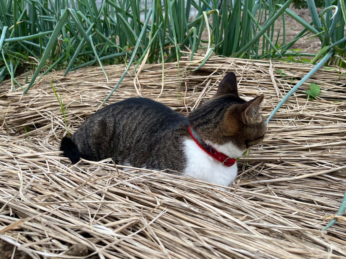 kyrierich's tweet photo. これは畑の雑草を味見するねこ https://t.co/zFjf6682Zi