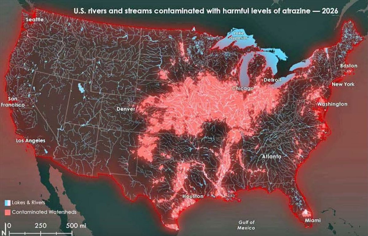 Diamondthedave's tweet photo. ABSOLUTE TRAVESTY! DANGEROUS LEVELS OF ATRAZINE FOUND IN WATERWAYS MILLIONS USE FOR DRINKING WATER.

The picture shows where high levels of the hormone-disrupting pesticide atrazine known to harm aquatic wildlife are estimated to contaminate more than 25% of all river and stream miles in the lower 48 states — nearly 860,000 miles, according to a new analysis by the Center for Biological Diversity.

“One quarter of our rivers and streams are being treated like a sewer by corporate agriculture,” said Nathan Donley, environmental health science director at the Center for Biological Diversity.

“Just one pesticide is single-handedly polluting vast expanses of our nation’s waterways at levels that endanger people and wildlife. It’s an absolute travesty.”

The analysis, which assessed U.S. Environmental Protection Agency (EPA) water contamination data, also found that dangerous levels of atrazine pollute waterways relied on by more than 20% of U.S. surface-water treatment facilities, reservoirs and water intakes that provide water for people to drink, bath and prepare food.

The September report identified five hotspots with some of the highest levels of atrazine contamination in the country: Chesapeake Bay, Midwest Corn Belt, Florida’s Lake Okeechobee, lower Mississippi River and Texas Gulf Coast. Millions of people in these regions are served atrazine-contaminated water by their public water utility.

The areas where waterways are highly contaminated with atrazine also contain at least 675,000 wells currently supplying potable water to homes and businesses, including hotels, restaurants and office buildings.More than 70 million pounds of atrazine are sprayed on crops each year and it is the most widely detected pesticide contaminant in U.S. rivers, streams and below-ground water supplies.

It is a known hormone-disrupting pesticide linked to birth defects, multiple cancers, and fertility problems like low sperm quality and irregular menstrual cycles.

Because of those well-documented health concerns, atrazine has been banned in more than 60 countries. Yet the EPA is in the process of reapproving its use in the U.S. for at least another 15 years.

“We need to follow the lead of over 60 countries around the world and ban atrazine once and for all,” said Donley. “Failing to do so will mean disease, death and dirty water in America for decades to come.”

In the Chesapeake Bay, more than 5.5 million acres of the bay’s watershed — encompassing over 15,000 river miles — are contaminated with atrazine at levels higher than those known to harm aquatic ecosystems. That area is home to 18 million people and more than 3,600 species of plants and animals.

In the Midwest Corn Belt, encompassing Kansas, Nebraska, Iowa, Missouri, Illinois, Indiana and Ohio, more than two-thirds of the total river miles are contaminated with dangerous levels of atrazine. This includes over half of the region’s wells and 68% of the region’s drinking-water treatment facilities that source from surface water.

Florida’s 730-square-mile Lake Okeechobee is surrounded by 500,000 acres of nearby sugarcane fields, which are heavily sprayed with atrazine. The lake is visited by thousands of people each year for boating and fishing.

Atrazine-contaminated watersheds run nearly the entire length of the lower Mississippi River, many at concentrations more than five times the level the EPA has found harmful to aquatic ecosystems.

This poses a threat not only to wildlife but to the 20 million people who rely on the river for their drinking water. Water from more than 40% of the continental U.S. flows down the Mississippi River to the Gulf of Mexico.

The Texas Gulf Coast from Corpus Christi to Galveston is a vital region for migrating birds, aquatic wildlife and recreational activities like swimming, boating and fishing.

More than 6 million acres in this region, covering more than 6,000 river miles, are contaminated with atrazine levels that can harm aquatic wildlife.

Texas is the state with the most public water utilities reporting atrazine contamination, with nearly 15 million people in the state drinking atrazine-contaminated water.

* Atrazine can be removed from water used for drinking, but treating a tap or water supply is different from cleaning up an entire lake, stream, or aquifer.

For a water resource, the most practical long-term approach is to reduce the atrazine entering it while treating water that people need to drink.

What works ~

Drinking-water treatment: Granular or powdered activated carbon can capture atrazine. Reverse osmosis and some other membrane treatments can also reduce it.

Ordinary sediment filtration and conventional treatment steps alone generally do not reliably remove dissolved pesticides.

At home: If a test detects atrazine, choose a filter whose specific product listing includes an atrazine-reduction claim; certification to a broad standard alone does not establish that particular claim. Maintain it according to the manufacturer’s schedule, since carbon has a finite capacity.

Streams and lakes: Reducing agricultural runoff is usually more practical than trying to filter the whole waterbody. Measures include adjusting application practices, reducing runoff, and placing vegetated buffers where water flows from fields toward waterways. Their effectiveness depends on site conditions and how runoff crosses the buffer.