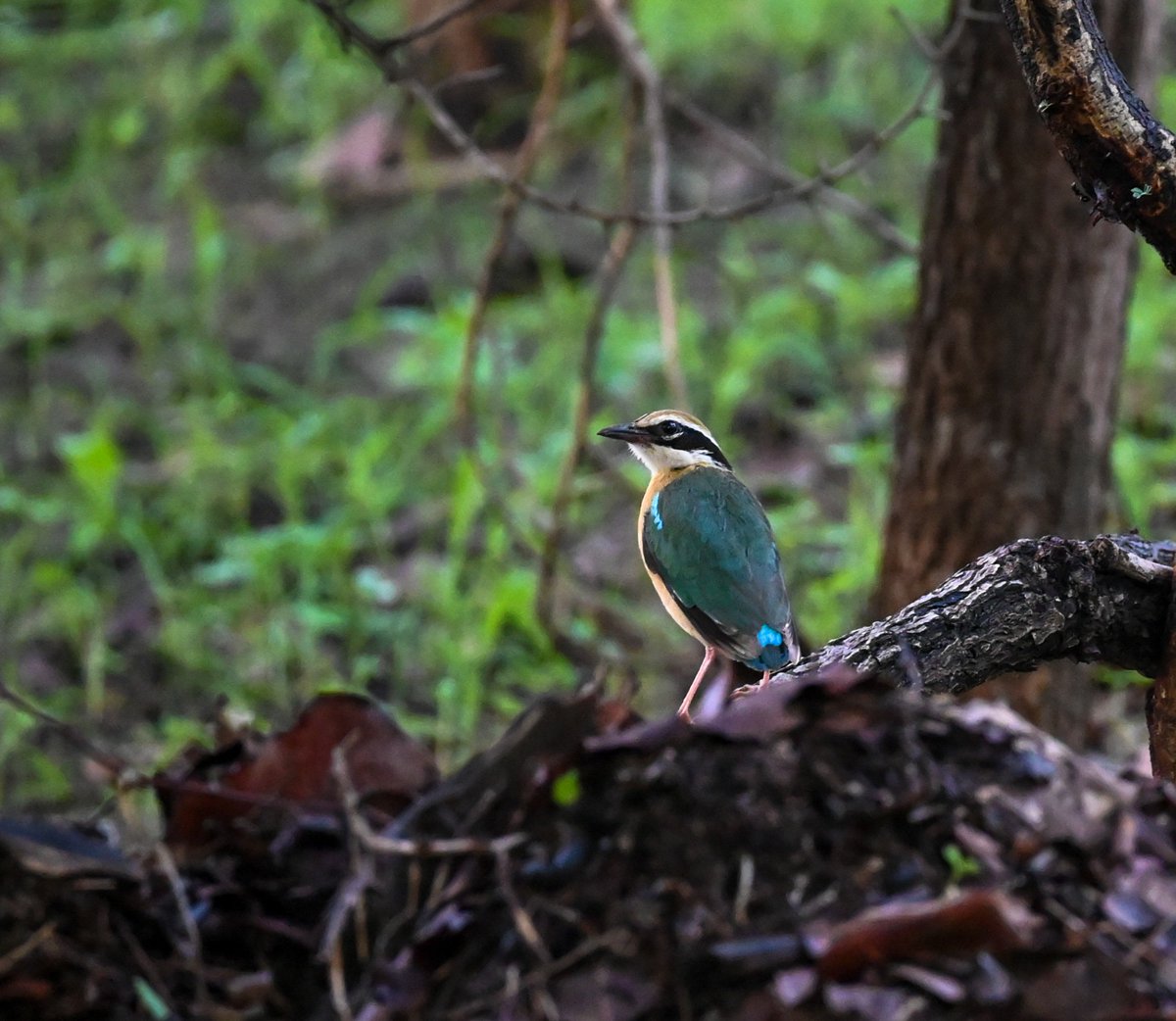 mit_sood's tweet photo. Indian Pitta
This bird comes to Delhi in the monsoons. The weather makes everything super green and this bird perfectly blends in.
#dailypic #IndiAves #TwitterNatureCommunity #birdwatching #ThePhotoHour https://t.co/QLsu0YNqWr