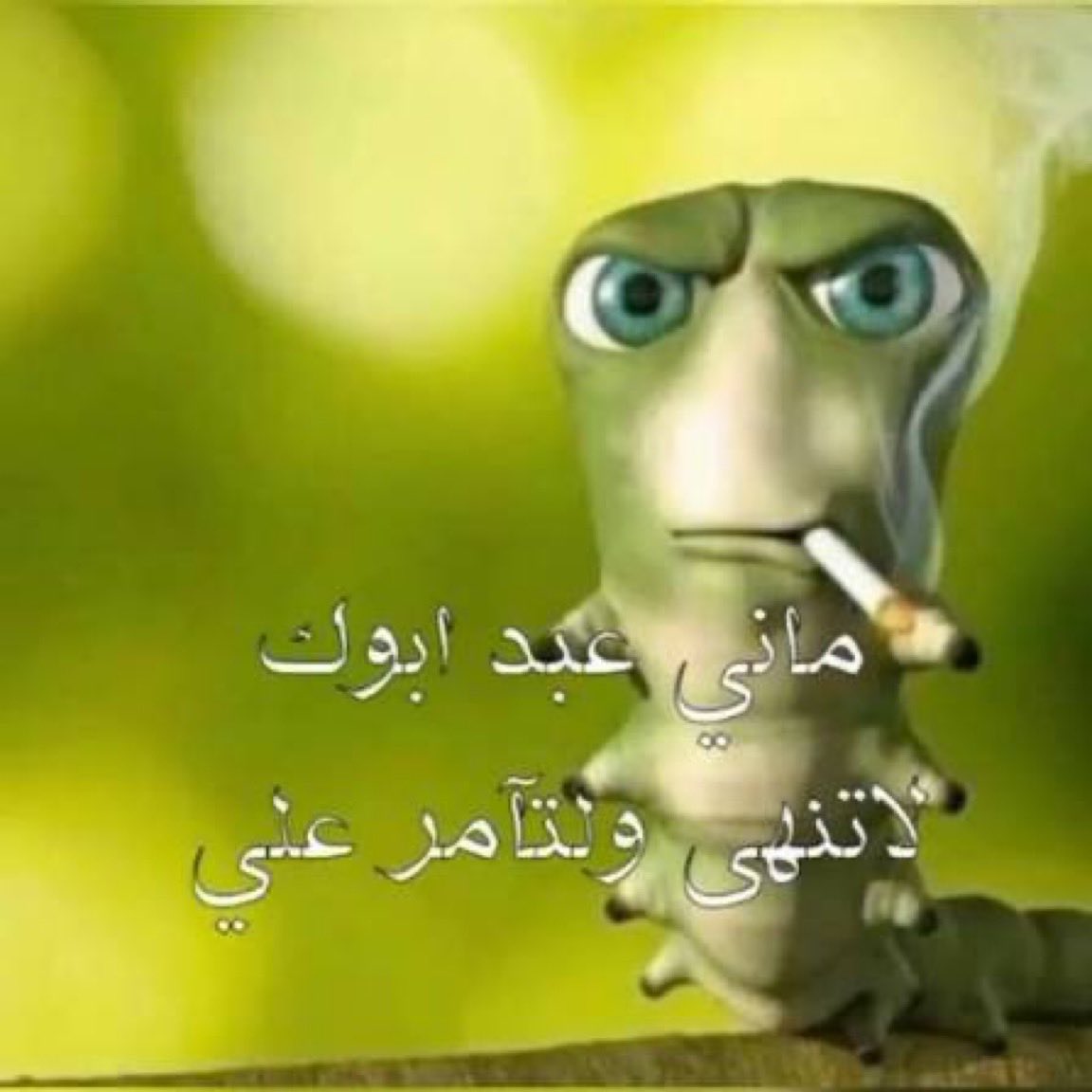 iirakan_q's tweet photo. ابو شايع بيبث 720 ساعة متواصلة 

حنا اذا طلبنا ابو سويحل ريزدنت ايفل : https://t.co/aWTCB8kNaG
