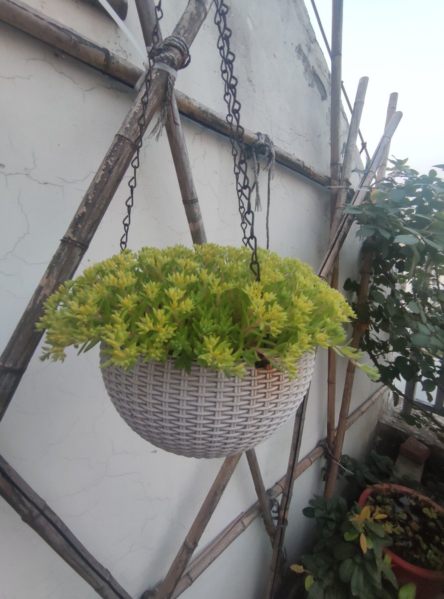 kimlan179941's tweet photo. Just finished my first macramé plant hanger!  Woven with cotton cord u0026 a little love for my pothos. So cozy u0026 satisfying to make—DIY magic hits different https://t.co/HgXyJivfY6