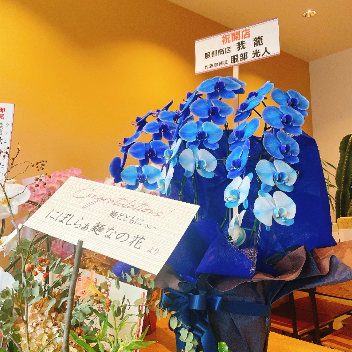 mentotomoni's tweet photo. 本日10/2
11:00〜15:00

店内の胡蝶蘭が満開を迎えております。
よろしくお願いいたします。 https://t.co/hiKcZI13v6