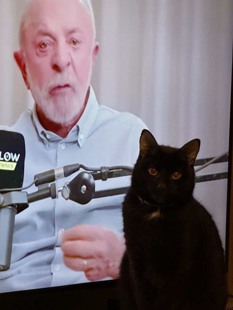 najladiniz's tweet photo. Gatos com Lula https://t.co/04EI5GnfjO