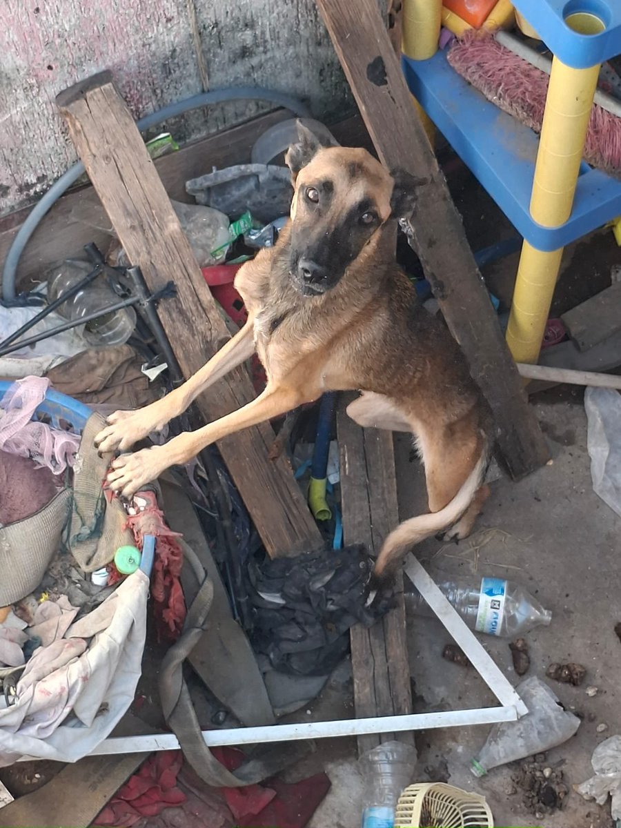 Grissel0101's tweet photo. Queremos acciones, queremos respuestas.

#campanario #veracruz #NOalmatratoanimal #queremossanciones #YABASTA 

Basta de normalizar el maltrato animal, basta de no tomar acciones y no denunciar.

Queremos sanciones y leyes que se hagan valer! https://t.co/OJn0udyzC6