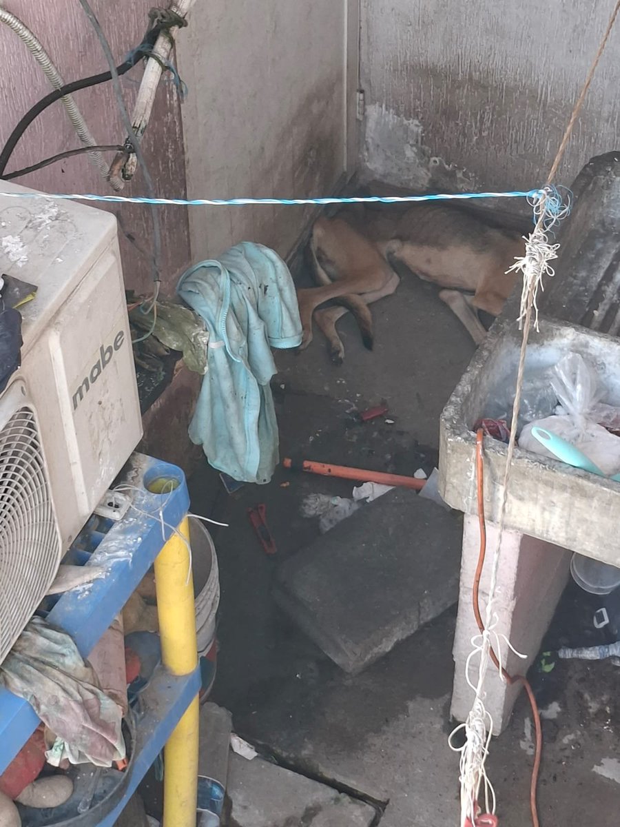 Grissel0101's tweet photo. Queremos acciones, queremos respuestas.

#campanario #veracruz #NOalmatratoanimal #queremossanciones #YABASTA 

Basta de normalizar el maltrato animal, basta de no tomar acciones y no denunciar.

Queremos sanciones y leyes que se hagan valer! https://t.co/OJn0udyzC6