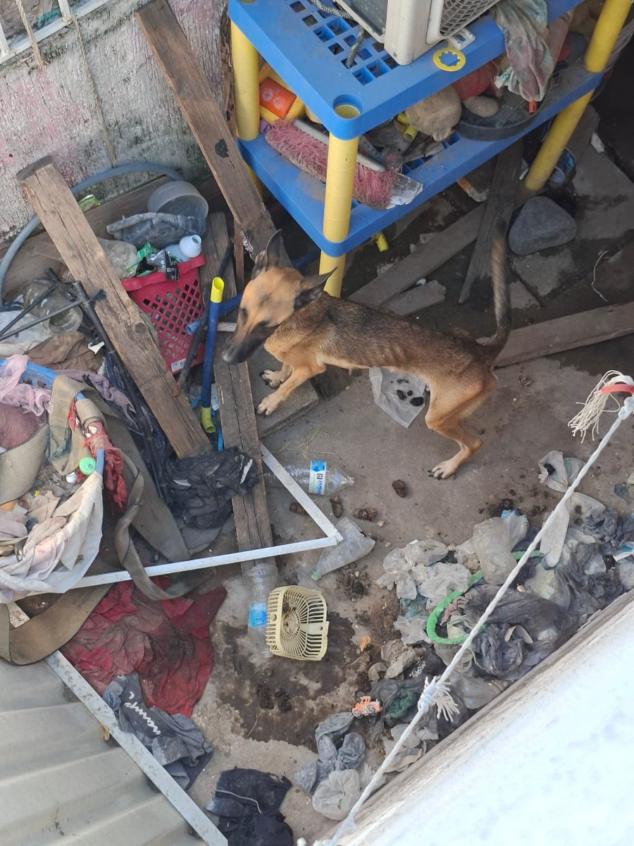 Grissel0101's tweet photo. Queremos acciones, queremos respuestas.

#campanario #veracruz #NOalmatratoanimal #queremossanciones #YABASTA 

Basta de normalizar el maltrato animal, basta de no tomar acciones y no denunciar.

Queremos sanciones y leyes que se hagan valer! https://t.co/OJn0udyzC6