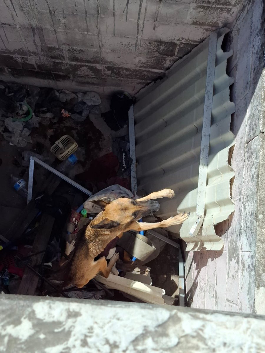 Grissel0101's tweet photo. Queremos acciones, queremos respuestas.

#campanario #veracruz #NOalmatratoanimal #queremossanciones #YABASTA 

Basta de normalizar el maltrato animal, basta de no tomar acciones y no denunciar.

Queremos sanciones y leyes que se hagan valer! https://t.co/OJn0udyzC6