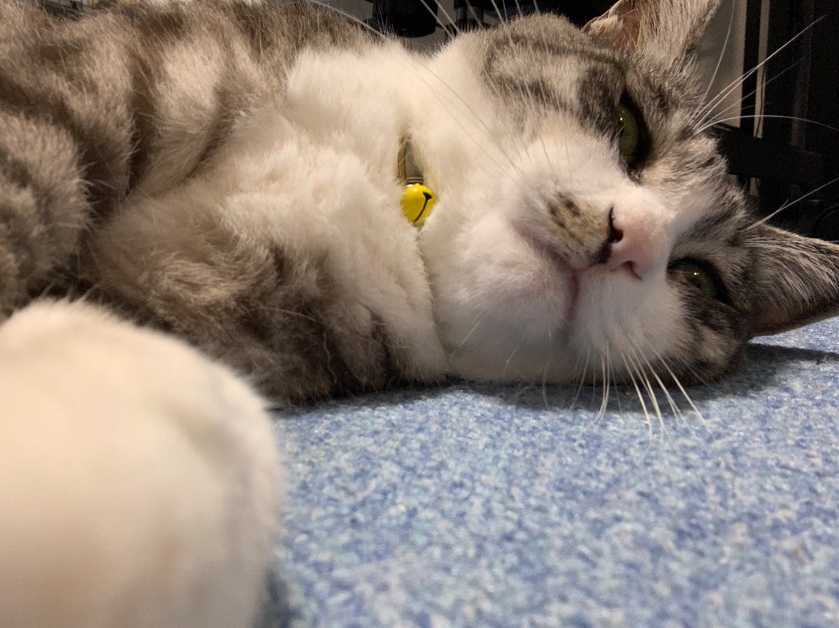 ymt_SAVA's tweet photo. 寝ながら通話してる風の猫 https://t.co/34rZhCeVTj