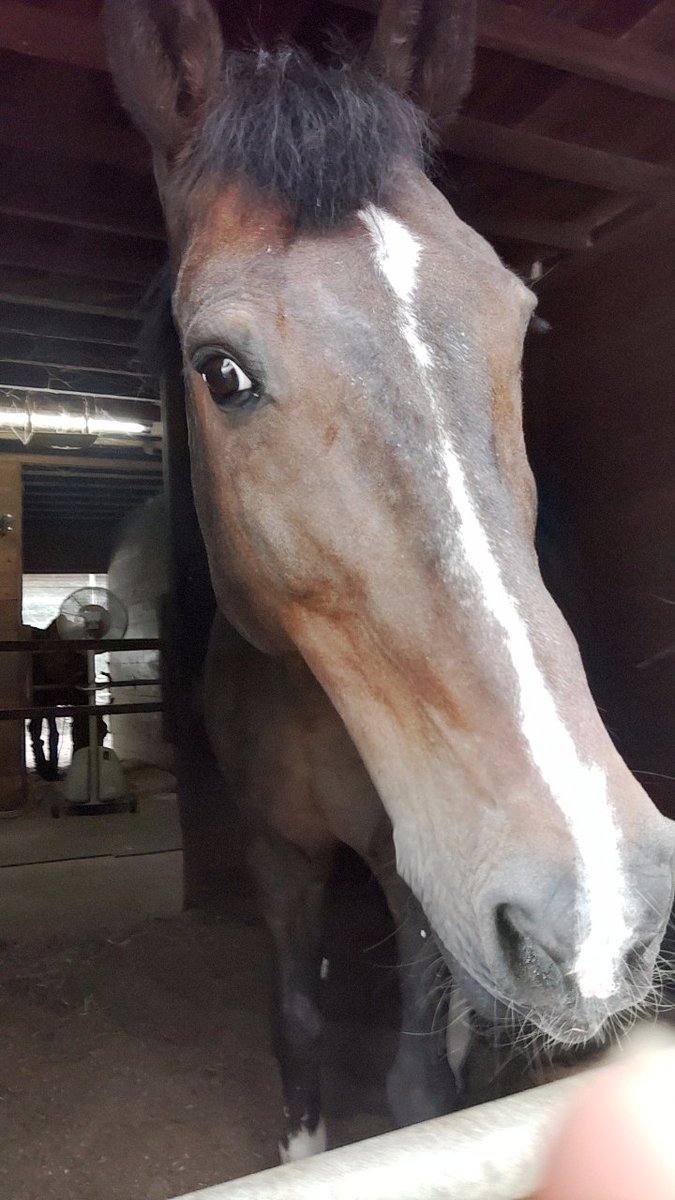 Inesdecampbell1's tweet photo. @SEAMOjyukucho 素晴らしい馬日和🐴 https://t.co/d2DJAJJoYG