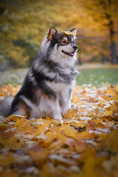 MeriStinchfmye's tweet photo. 森の中でリラックス🌲🐶 https://t.co/x7kfpVF70o