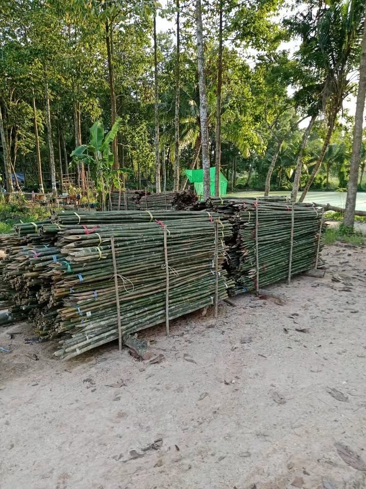 RnphuSng's tweet photo. 🙏ส่งงานวันพฤหัสบดี ที่ 1/10/2569 (117มัด)🙏
🌳ขายตลอดทั้งปีครับ🌳สนใจไม้ไผ่ลำไม้ไผ่ผ่าซีกแหลมปลาย🌳ไม้หลักปักค้ำยันต้นไม้ทุกชนิด🌳
☎️สนใจติดต่อสอบถาม
Tel / line : 0959788029 / 0631629620 / 0626199799 บ๋อม นครนายก
🙏🙏🙏ขอบคุณลูกค้าที่อุดหนุนครับ🙏🙏🙏 https://t.co/oZcRjEmq0V