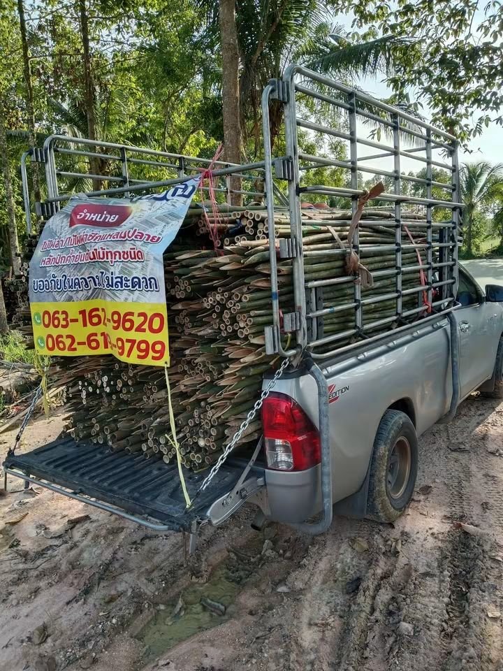 RnphuSng's tweet photo. 🙏ส่งงานวันพฤหัสบดี ที่ 1/10/2569 (117มัด)🙏
🌳ขายตลอดทั้งปีครับ🌳สนใจไม้ไผ่ลำไม้ไผ่ผ่าซีกแหลมปลาย🌳ไม้หลักปักค้ำยันต้นไม้ทุกชนิด🌳
☎️สนใจติดต่อสอบถาม
Tel / line : 0959788029 / 0631629620 / 0626199799 บ๋อม นครนายก
🙏🙏🙏ขอบคุณลูกค้าที่อุดหนุนครับ🙏🙏🙏 https://t.co/oZcRjEmq0V