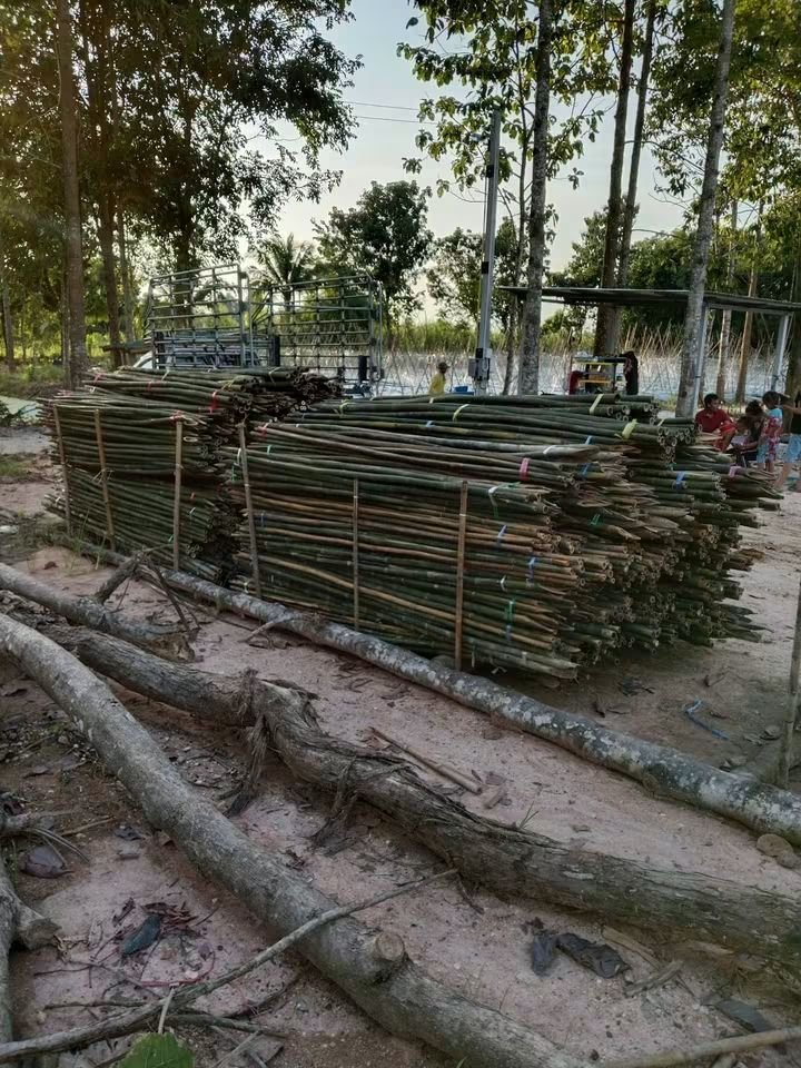 RnphuSng's tweet photo. 🙏ส่งงานวันพฤหัสบดี ที่ 1/10/2569 (117มัด)🙏
🌳ขายตลอดทั้งปีครับ🌳สนใจไม้ไผ่ลำไม้ไผ่ผ่าซีกแหลมปลาย🌳ไม้หลักปักค้ำยันต้นไม้ทุกชนิด🌳
☎️สนใจติดต่อสอบถาม
Tel / line : 0959788029 / 0631629620 / 0626199799 บ๋อม นครนายก
🙏🙏🙏ขอบคุณลูกค้าที่อุดหนุนครับ🙏🙏🙏 https://t.co/oZcRjEmq0V