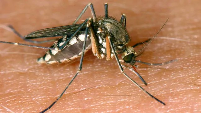 DFokusGE's tweet photo. ⚡In Baden-Württemberg wurde der erste Fall von Sindbis-Fieber bei einem Menschen in Deutschland nachgewiesen; das durch Mücken übertragene Virus verursacht grippeähnliche Symptome sowie Gelenkschmerzen, verläuft jedoch in der Regel mild und heilt von selbst aus. https://t.co/3cKvG6gCGq